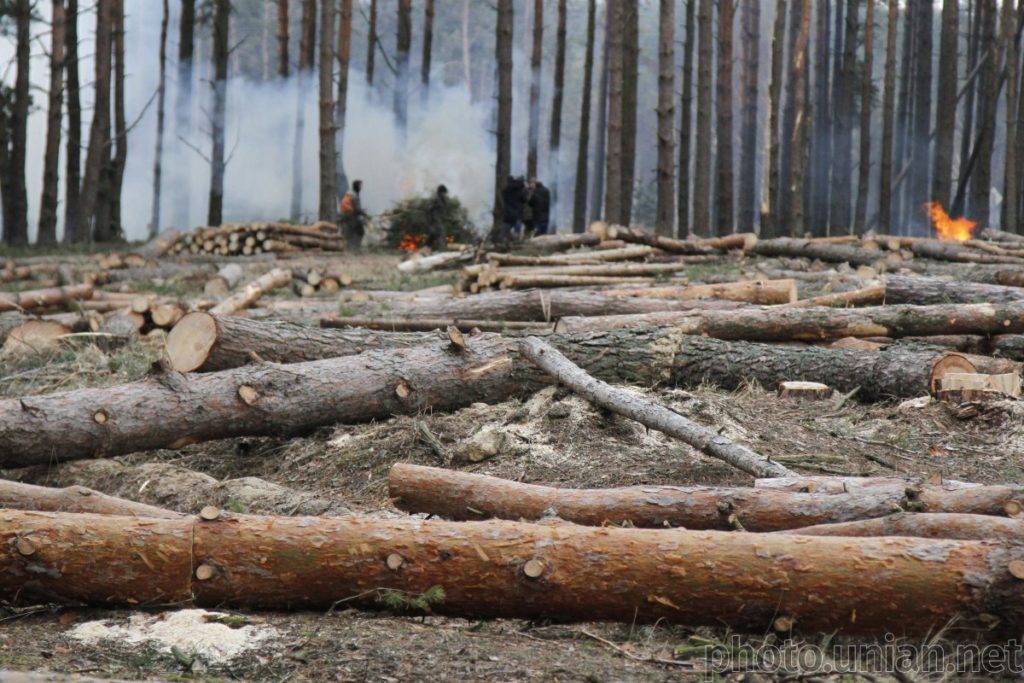 Україна втратила понад мільярд гривень через незаконні вирубки лісів та видобування бурштину